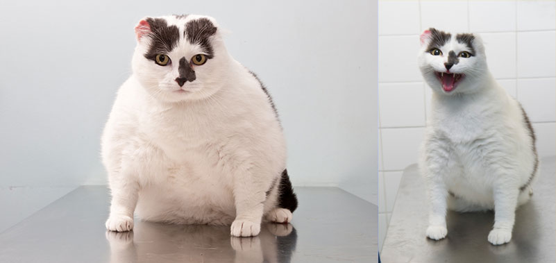 fifi-obese cat
