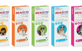 Bravecto Flea Treatment 