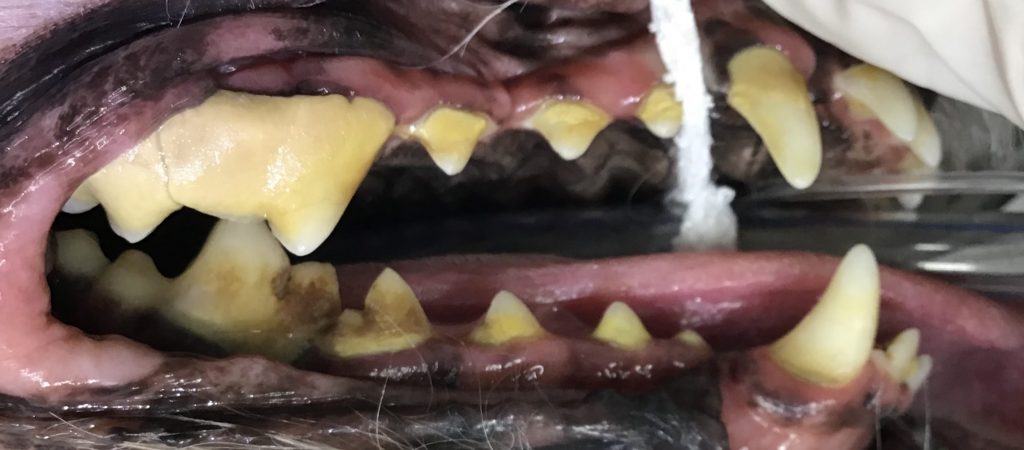 Dog: Grade 3 dental prior to clean 