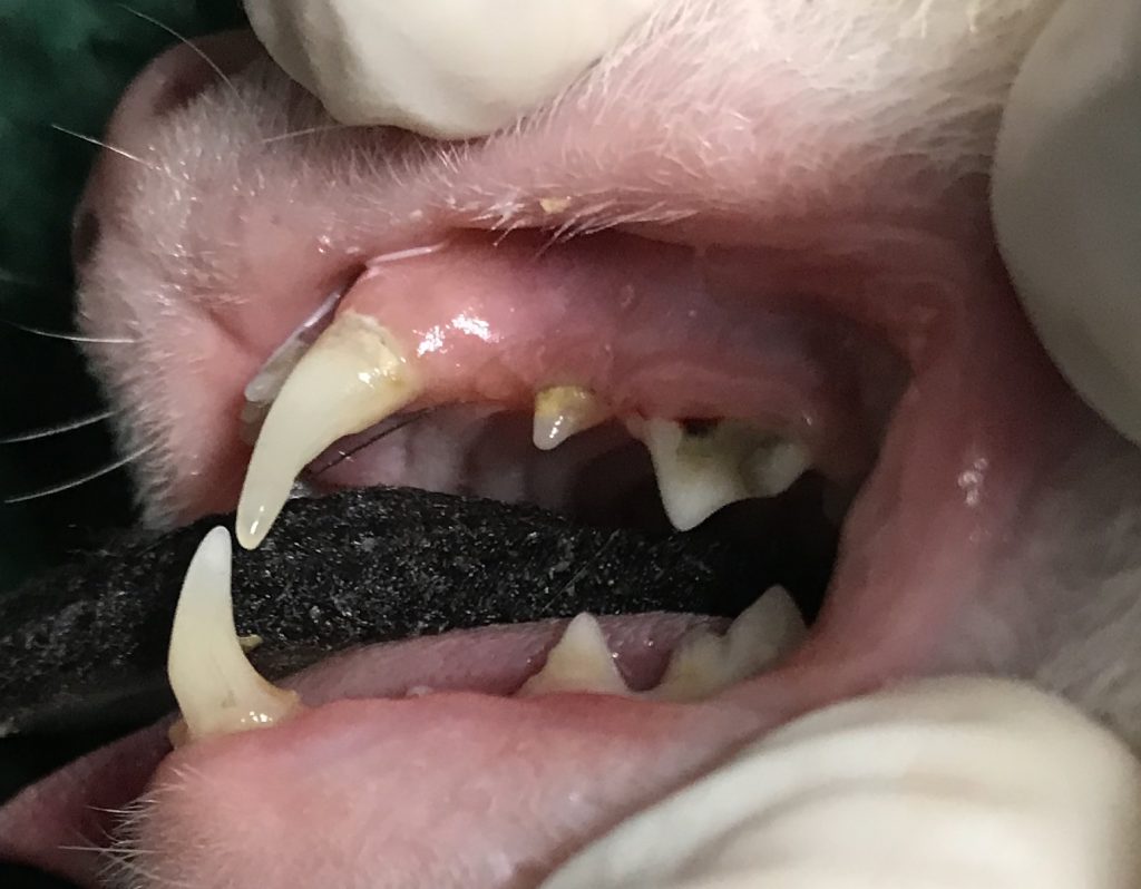 Ferret: Grade 2 Dental before clean