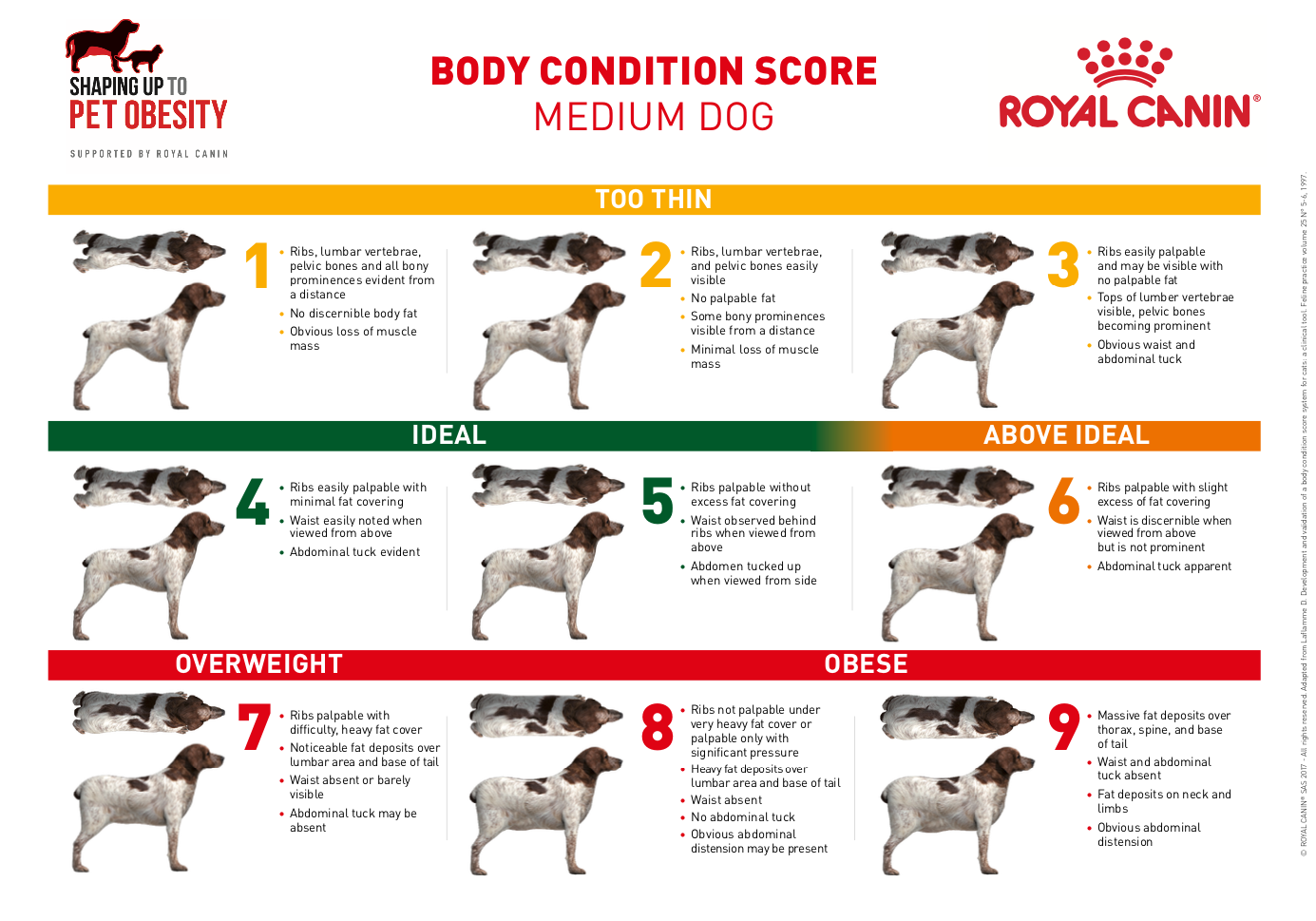 Индекс массы тела собаки. Кондиция тела собаки Роял Канин. Стадии ожирения у собак таблица. Система балльной оценки упитанности для собак. Роял Канин таблица упитанности собак.