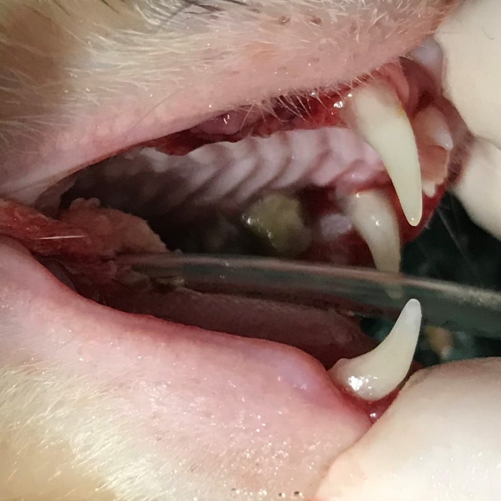 Ferret: Grade 4 Dental before clean