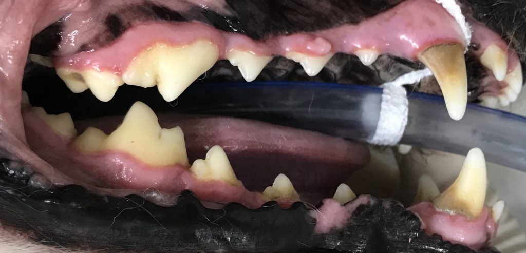 Dog: Grade 1 Dental before clean